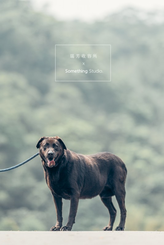 SOMETHINGSTUDIO,三牲工作室,三牲,中途攝影,寵物寫真,寵物攝影,寵物肖像,毛孩,毛孩寫真,汪星人,領養不棄養,領養代替購買,瑞芳收容所,SPCA