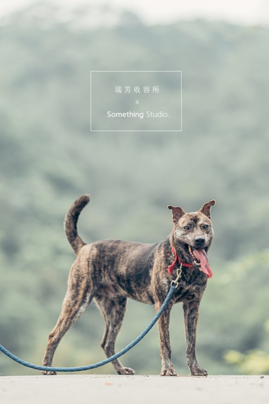 SOMETHINGSTUDIO,三牲工作室,三牲,中途攝影,寵物寫真,寵物攝影,寵物肖像,毛孩,毛孩寫真,汪星人,領養不棄養,領養代替購買,瑞芳收容所,SPCA