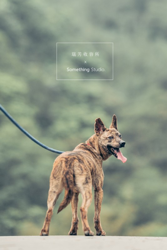SOMETHINGSTUDIO,三牲工作室,三牲,中途攝影,寵物寫真,寵物攝影,寵物肖像,毛孩,毛孩寫真,汪星人,領養不棄養,領養代替購買,瑞芳收容所,SPCA