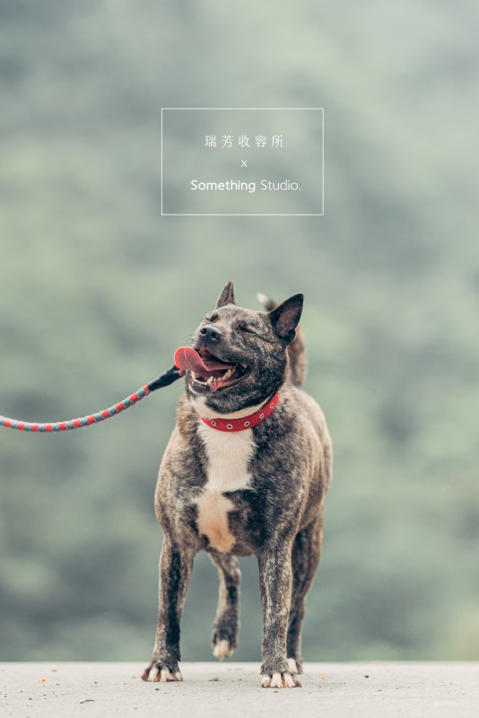 SOMETHINGSTUDIO,三牲工作室,三牲,中途攝影,寵物寫真,寵物攝影,寵物肖像,毛孩,毛孩寫真,汪星人,領養不棄養,領養代替購買,瑞芳收容所,SPCA