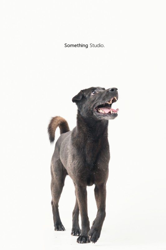 SOMETHINGSTUDIO,三牲工作室,三牲,中途攝影,寵物寫真,寵物攝影,寵物肖像,毛孩,毛孩寫真,汪星人,領養不棄養,領養代替購買,tamedfox,台灣巴克
