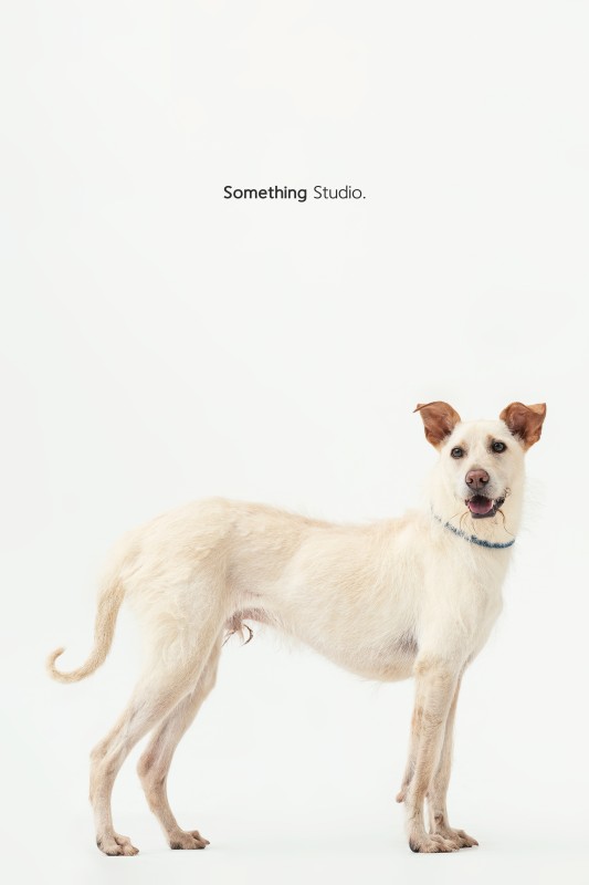SOMETHINGSTUDIO,三牲工作室,三牲,中途攝影,寵物寫真,寵物攝影,寵物肖像,毛孩,毛孩寫真,汪星人,領養不棄養,領養代替購買,tamedfox,台灣巴克