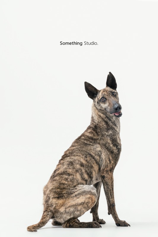 SOMETHINGSTUDIO,三牲工作室,三牲,中途攝影,寵物寫真,寵物攝影,寵物肖像,毛孩,毛孩寫真,汪星人,領養不棄養,領養代替購買,tamedfox,台灣巴克