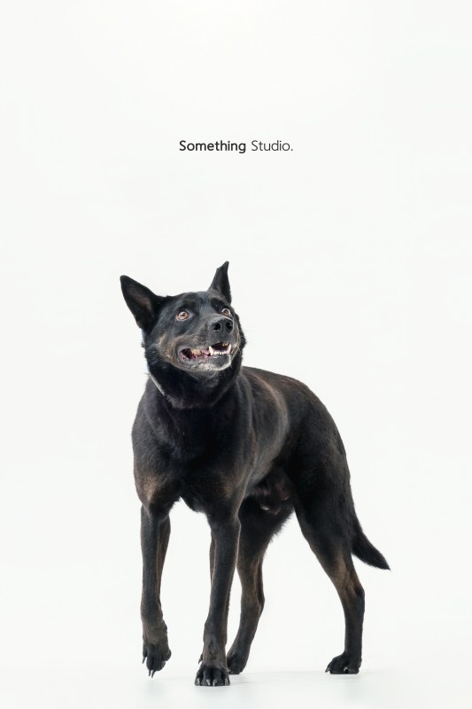 SOMETHINGSTUDIO,三牲工作室,三牲,中途攝影,寵物寫真,寵物攝影,寵物肖像,毛孩,毛孩寫真,汪星人,領養不棄養,領養代替購買,tamedfox,台灣巴克