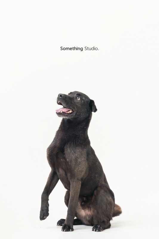 SOMETHINGSTUDIO,三牲工作室,三牲,中途攝影,寵物寫真,寵物攝影,寵物肖像,毛孩,毛孩寫真,汪星人,領養不棄養,領養代替購買,tamedfox,台灣巴克
