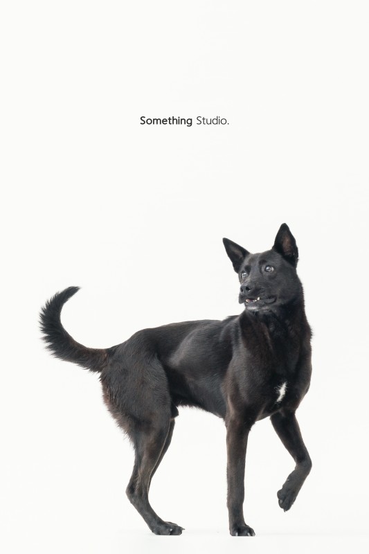 SOMETHINGSTUDIO,三牲工作室,三牲,中途攝影,寵物寫真,寵物攝影,寵物肖像,毛孩,毛孩寫真,汪星人,領養不棄養,領養代替購買,tamedfox,台灣巴克