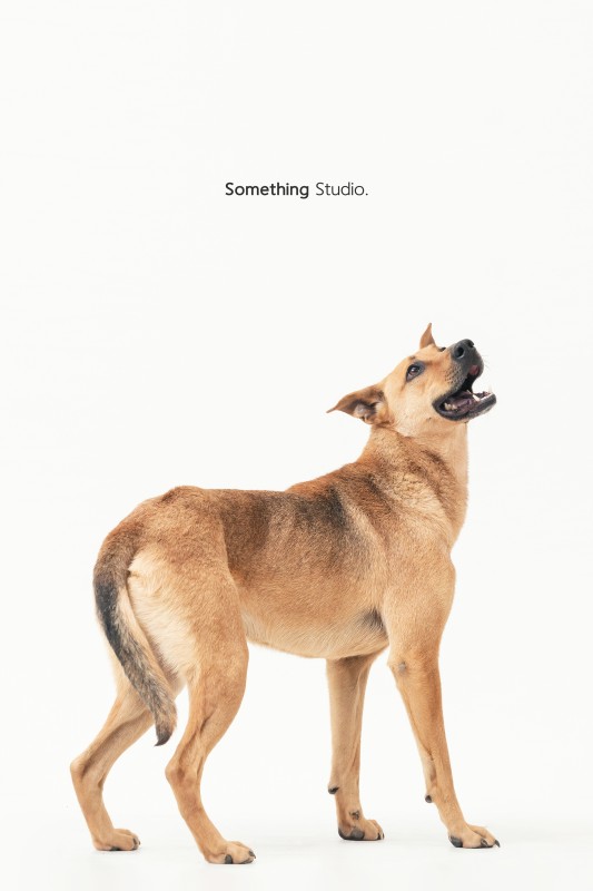 SOMETHINGSTUDIO,三牲工作室,三牲,中途攝影,寵物寫真,寵物攝影,寵物肖像,毛孩,毛孩寫真,汪星人,領養不棄養,領養代替購買,tamedfox,台灣巴克