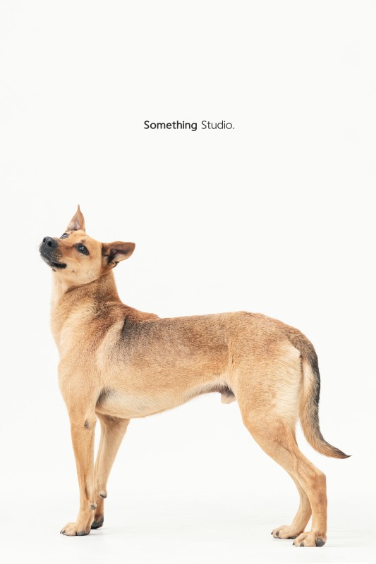 SOMETHINGSTUDIO,三牲工作室,三牲,中途攝影,寵物寫真,寵物攝影,寵物肖像,毛孩,毛孩寫真,汪星人,領養不棄養,領養代替購買,tamedfox,台灣巴克