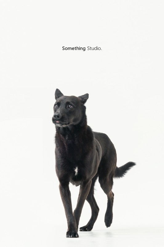 SOMETHINGSTUDIO,三牲工作室,三牲,中途攝影,寵物寫真,寵物攝影,寵物肖像,毛孩,毛孩寫真,汪星人,領養不棄養,領養代替購買,tamedfox,台灣巴克