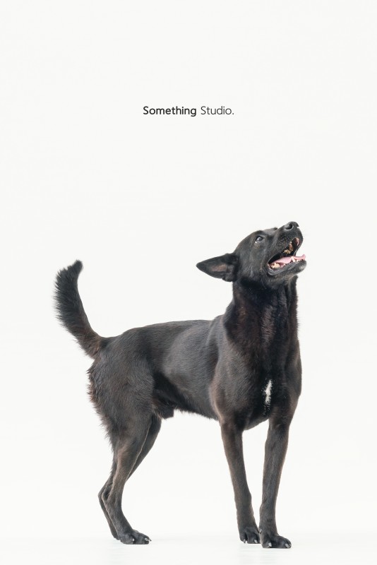SOMETHINGSTUDIO,三牲工作室,三牲,中途攝影,寵物寫真,寵物攝影,寵物肖像,毛孩,毛孩寫真,汪星人,領養不棄養,領養代替購買,tamedfox,台灣巴克
