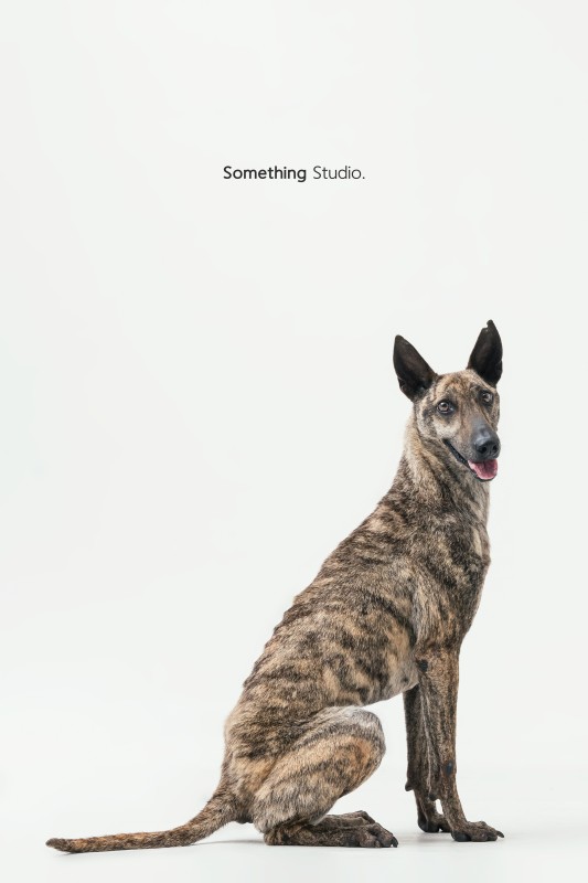 SOMETHINGSTUDIO,三牲工作室,三牲,中途攝影,寵物寫真,寵物攝影,寵物肖像,毛孩,毛孩寫真,汪星人,領養不棄養,領養代替購買,tamedfox,台灣巴克