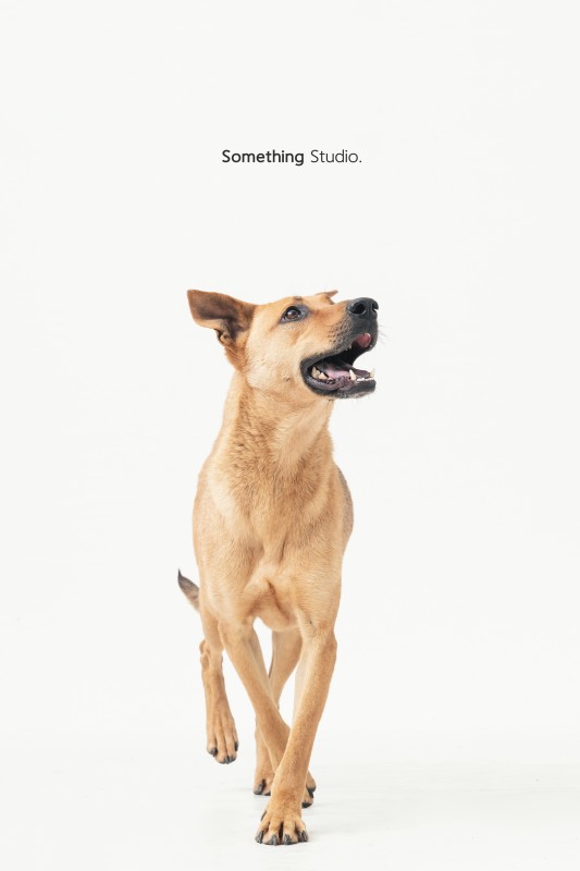 SOMETHINGSTUDIO,三牲工作室,三牲,中途攝影,寵物寫真,寵物攝影,寵物肖像,毛孩,毛孩寫真,汪星人,領養不棄養,領養代替購買,tamedfox,台灣巴克