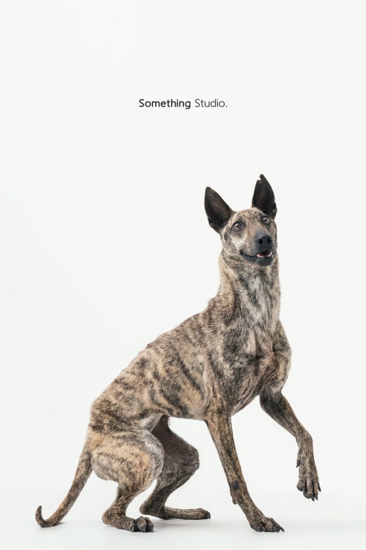 SOMETHINGSTUDIO,三牲工作室,三牲,中途攝影,寵物寫真,寵物攝影,寵物肖像,毛孩,毛孩寫真,汪星人,領養不棄養,領養代替購買,tamedfox,台灣巴克