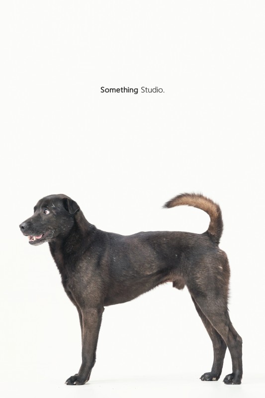 SOMETHINGSTUDIO,三牲工作室,三牲,中途攝影,寵物寫真,寵物攝影,寵物肖像,毛孩,毛孩寫真,汪星人,領養不棄養,領養代替購買,tamedfox,台灣巴克