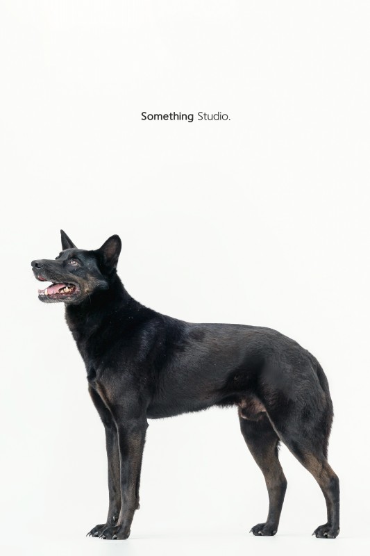 SOMETHINGSTUDIO,三牲工作室,三牲,中途攝影,寵物寫真,寵物攝影,寵物肖像,毛孩,毛孩寫真,汪星人,領養不棄養,領養代替購買,tamedfox,台灣巴克