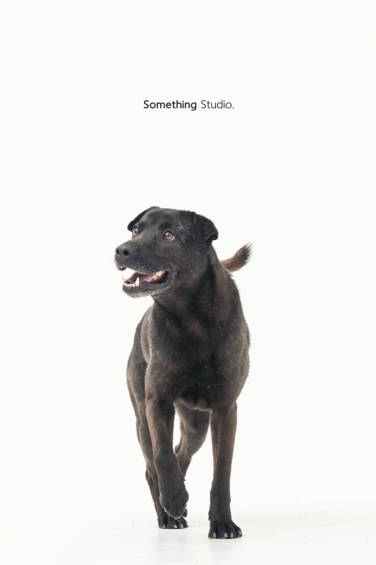 SOMETHINGSTUDIO,三牲工作室,三牲,中途攝影,寵物寫真,寵物攝影,寵物肖像,毛孩,毛孩寫真,汪星人,領養不棄養,領養代替購買,tamedfox,台灣巴克