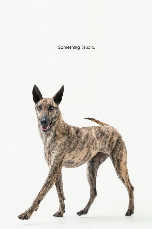 SOMETHINGSTUDIO,三牲工作室,三牲,中途攝影,寵物寫真,寵物攝影,寵物肖像,毛孩,毛孩寫真,汪星人,領養不棄養,領養代替購買,tamedfox,台灣巴克