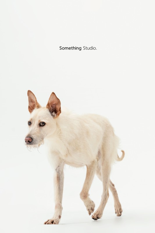 SOMETHINGSTUDIO,三牲工作室,三牲,中途攝影,寵物寫真,寵物攝影,寵物肖像,毛孩,毛孩寫真,汪星人,領養不棄養,領養代替購買,tamedfox,台灣巴克