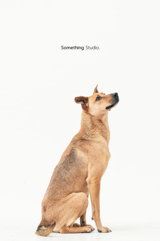 SOMETHINGSTUDIO,三牲工作室,三牲,中途攝影,寵物寫真,寵物攝影,寵物肖像,毛孩,毛孩寫真,汪星人,領養不棄養,領養代替購買,tamedfox,台灣巴克