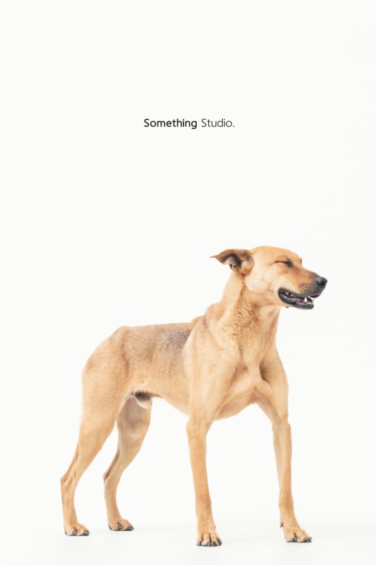 SOMETHINGSTUDIO,三牲工作室,三牲,中途攝影,寵物寫真,寵物攝影,寵物肖像,毛孩,毛孩寫真,汪星人,領養不棄養,領養代替購買,tamedfox,台灣巴克