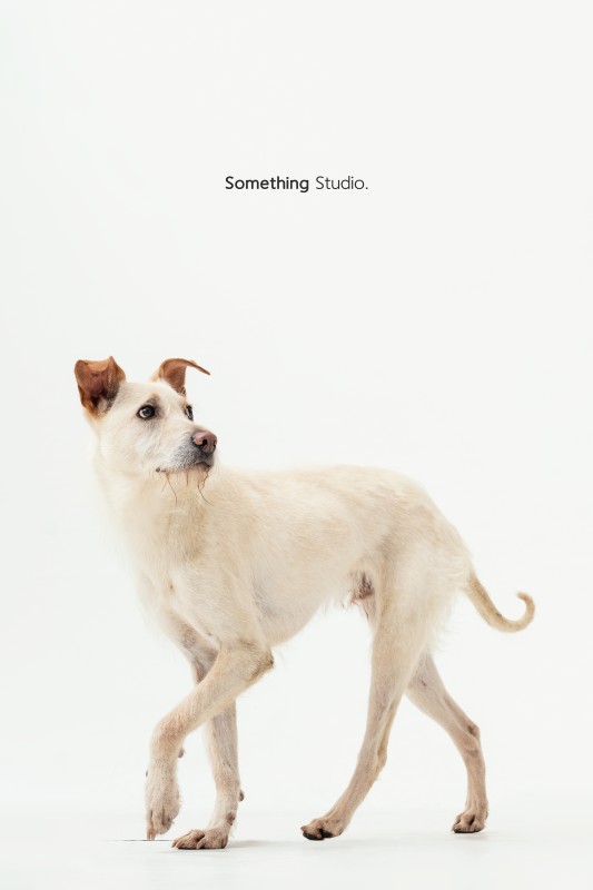 SOMETHINGSTUDIO,三牲工作室,三牲,中途攝影,寵物寫真,寵物攝影,寵物肖像,毛孩,毛孩寫真,汪星人,領養不棄養,領養代替購買,tamedfox,台灣巴克
