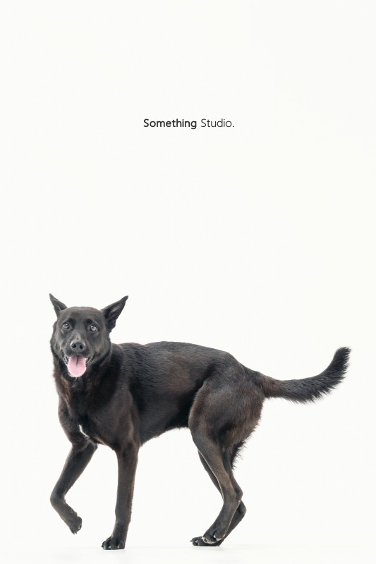 SOMETHINGSTUDIO,三牲工作室,三牲,中途攝影,寵物寫真,寵物攝影,寵物肖像,毛孩,毛孩寫真,汪星人,領養不棄養,領養代替購買,tamedfox,台灣巴克