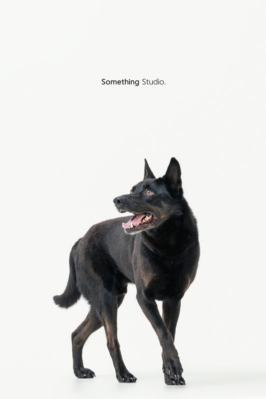 SOMETHINGSTUDIO,三牲工作室,三牲,中途攝影,寵物寫真,寵物攝影,寵物肖像,毛孩,毛孩寫真,汪星人,領養不棄養,領養代替購買,tamedfox,台灣巴克