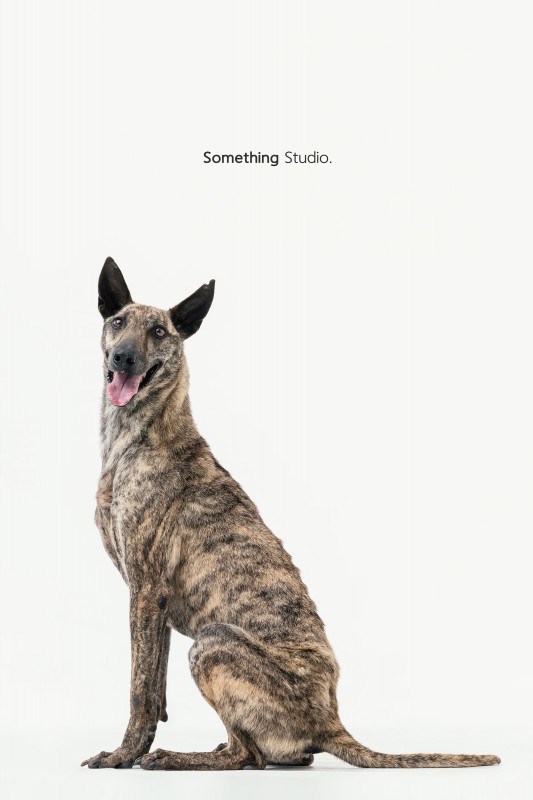 SOMETHINGSTUDIO,三牲工作室,三牲,中途攝影,寵物寫真,寵物攝影,寵物肖像,毛孩,毛孩寫真,汪星人,領養不棄養,領養代替購買,tamedfox,台灣巴克