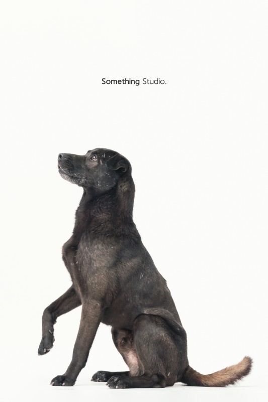 SOMETHINGSTUDIO,三牲工作室,三牲,中途攝影,寵物寫真,寵物攝影,寵物肖像,毛孩,毛孩寫真,汪星人,領養不棄養,領養代替購買,tamedfox,台灣巴克
