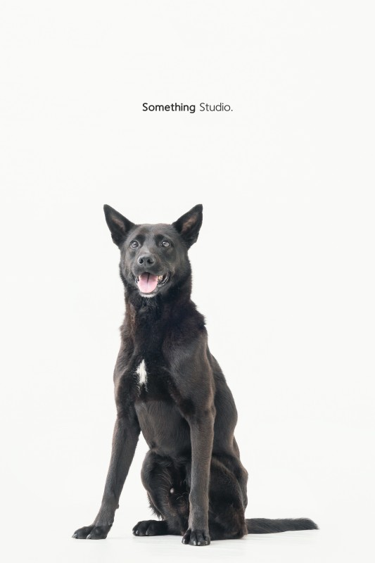 SOMETHINGSTUDIO,三牲工作室,三牲,中途攝影,寵物寫真,寵物攝影,寵物肖像,毛孩,毛孩寫真,汪星人,領養不棄養,領養代替購買,tamedfox,台灣巴克
