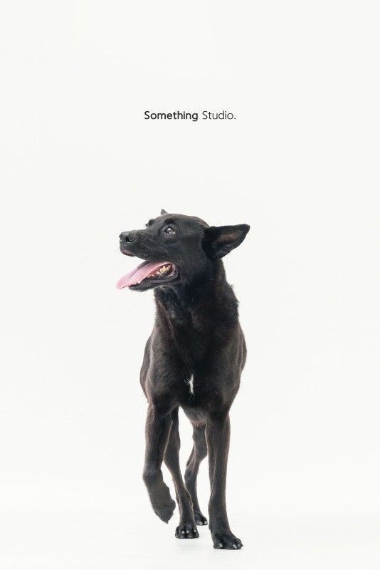 SOMETHINGSTUDIO,三牲工作室,三牲,中途攝影,寵物寫真,寵物攝影,寵物肖像,毛孩,毛孩寫真,汪星人,領養不棄養,領養代替購買,tamedfox,台灣巴克