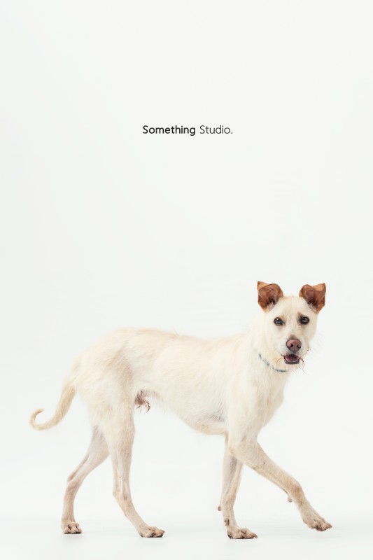 SOMETHINGSTUDIO,三牲工作室,三牲,中途攝影,寵物寫真,寵物攝影,寵物肖像,毛孩,毛孩寫真,汪星人,領養不棄養,領養代替購買,tamedfox,台灣巴克