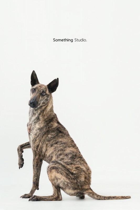 SOMETHINGSTUDIO,三牲工作室,三牲,中途攝影,寵物寫真,寵物攝影,寵物肖像,毛孩,毛孩寫真,汪星人,領養不棄養,領養代替購買,tamedfox,台灣巴克