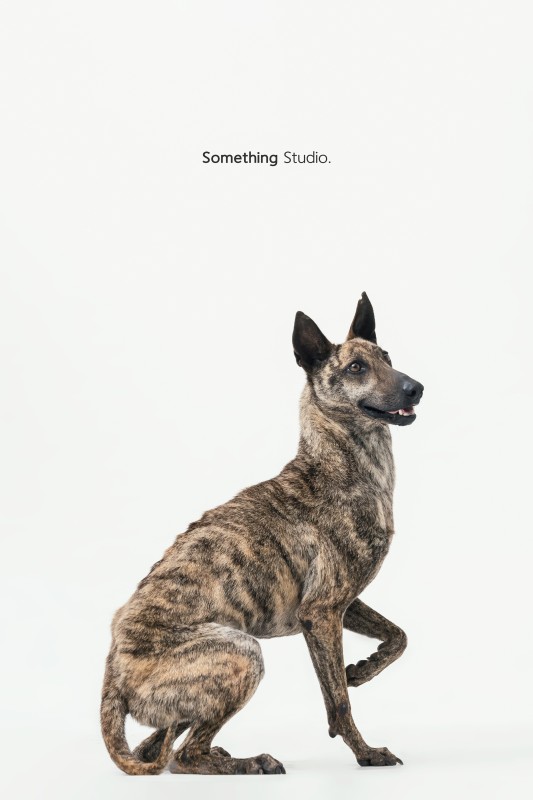 SOMETHINGSTUDIO,三牲工作室,三牲,中途攝影,寵物寫真,寵物攝影,寵物肖像,毛孩,毛孩寫真,汪星人,領養不棄養,領養代替購買,tamedfox,台灣巴克