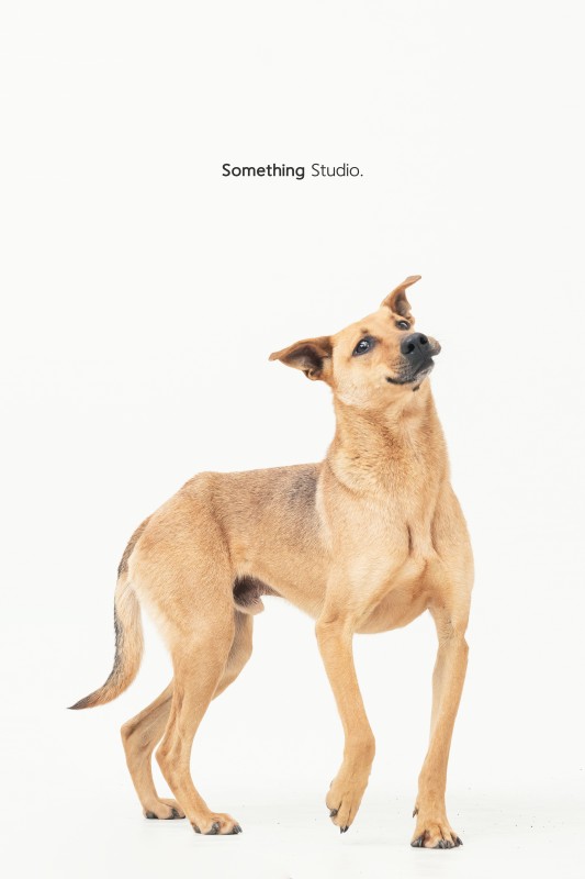 SOMETHINGSTUDIO,三牲工作室,三牲,中途攝影,寵物寫真,寵物攝影,寵物肖像,毛孩,毛孩寫真,汪星人,領養不棄養,領養代替購買,tamedfox,台灣巴克