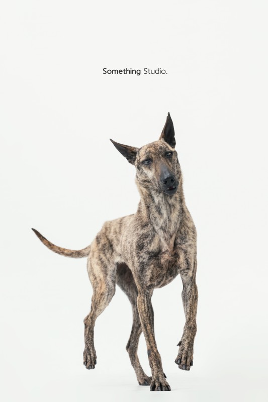 SOMETHINGSTUDIO,三牲工作室,三牲,中途攝影,寵物寫真,寵物攝影,寵物肖像,毛孩,毛孩寫真,汪星人,領養不棄養,領養代替購買,tamedfox,台灣巴克