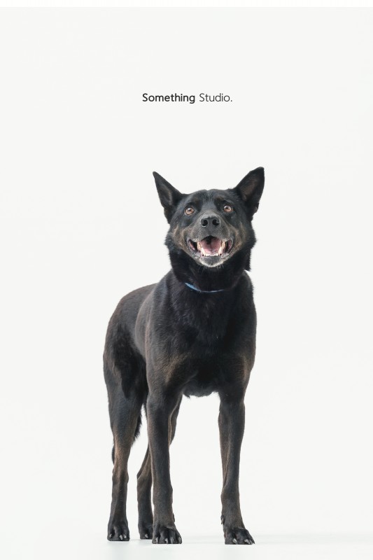 SOMETHINGSTUDIO,三牲工作室,三牲,中途攝影,寵物寫真,寵物攝影,寵物肖像,毛孩,毛孩寫真,汪星人,領養不棄養,領養代替購買,tamedfox,台灣巴克