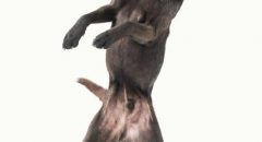 SOMETHINGSTUDIO,三牲工作室,三牲,中途攝影,寵物寫真,寵物攝影,寵物肖像,毛孩,毛孩寫真,汪星人,領養不棄養,領養代替購買,tamedfox,台灣巴克