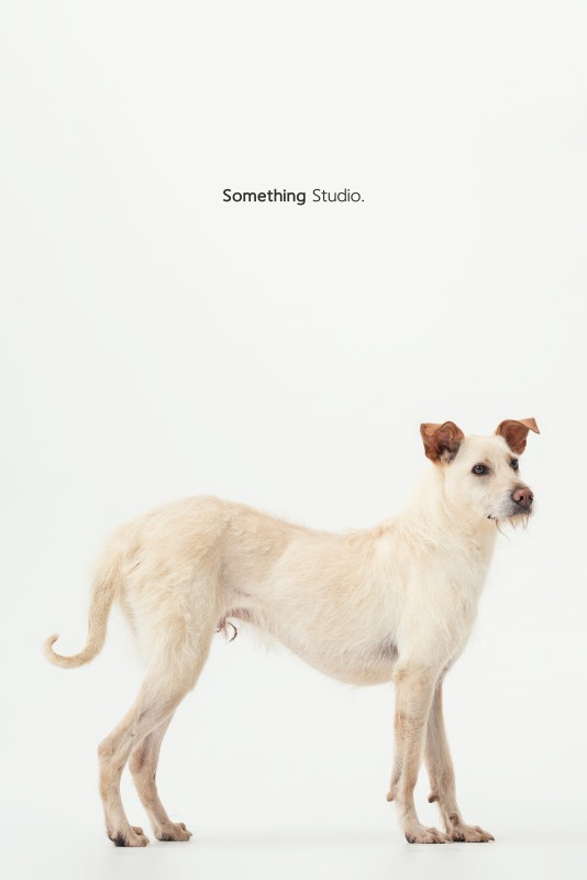 SOMETHINGSTUDIO,三牲工作室,三牲,中途攝影,寵物寫真,寵物攝影,寵物肖像,毛孩,毛孩寫真,汪星人,領養不棄養,領養代替購買,tamedfox,台灣巴克
