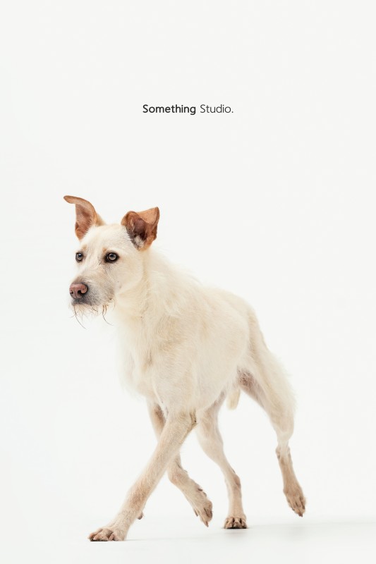 SOMETHINGSTUDIO,三牲工作室,三牲,中途攝影,寵物寫真,寵物攝影,寵物肖像,毛孩,毛孩寫真,汪星人,領養不棄養,領養代替購買,tamedfox,台灣巴克