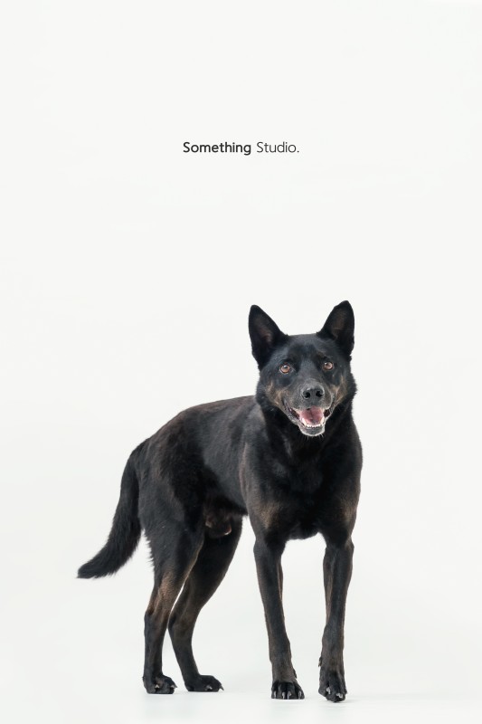 SOMETHINGSTUDIO,三牲工作室,三牲,中途攝影,寵物寫真,寵物攝影,寵物肖像,毛孩,毛孩寫真,汪星人,領養不棄養,領養代替購買,tamedfox,台灣巴克