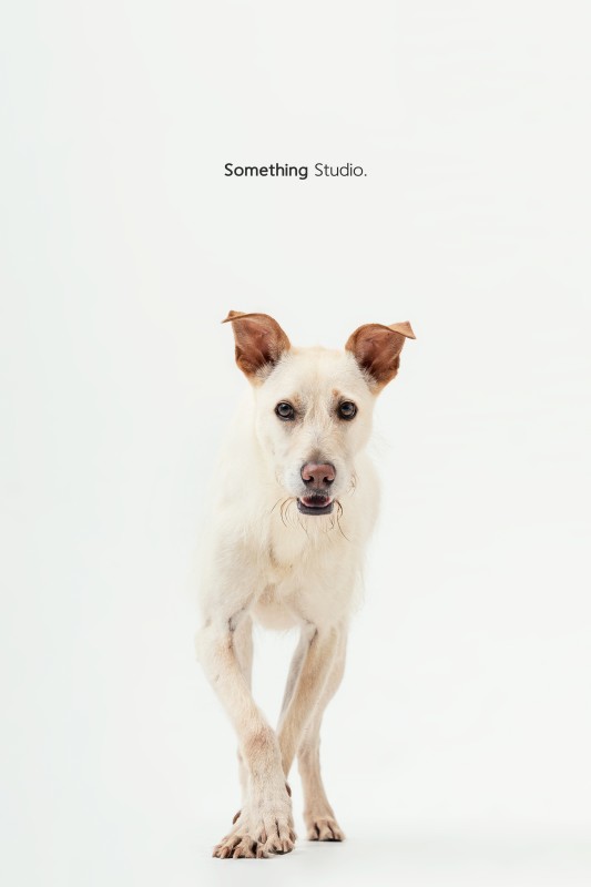 SOMETHINGSTUDIO,三牲工作室,三牲,中途攝影,寵物寫真,寵物攝影,寵物肖像,毛孩,毛孩寫真,汪星人,領養不棄養,領養代替購買,tamedfox,台灣巴克