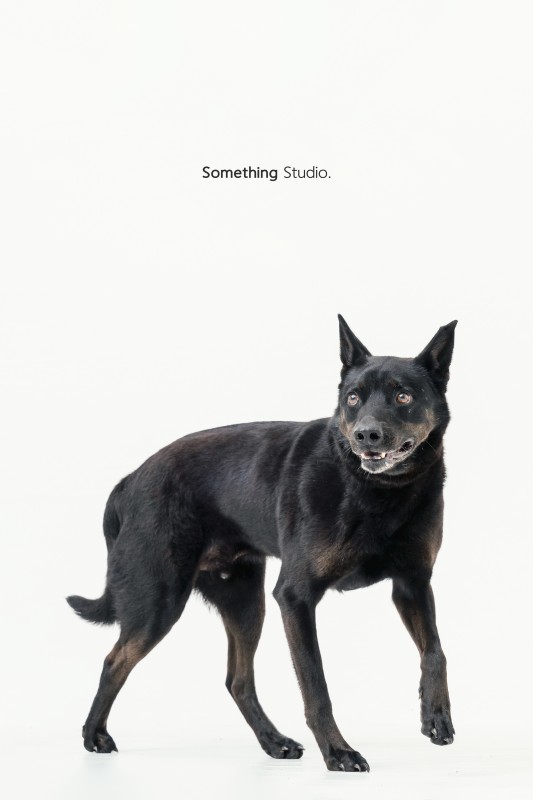 SOMETHINGSTUDIO,三牲工作室,三牲,中途攝影,寵物寫真,寵物攝影,寵物肖像,毛孩,毛孩寫真,汪星人,領養不棄養,領養代替購買,tamedfox,台灣巴克