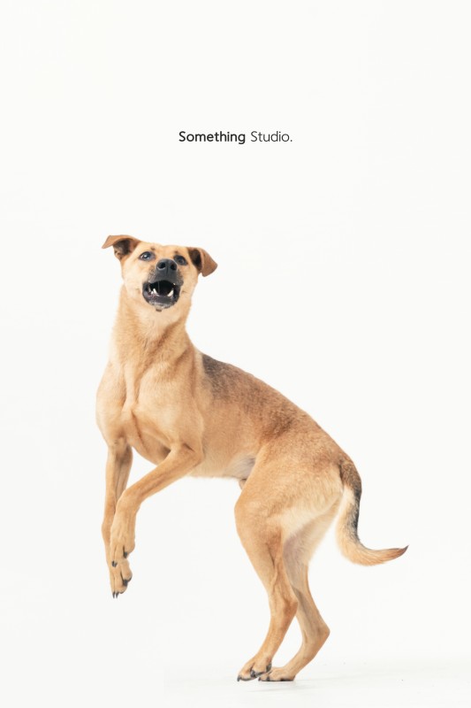 SOMETHINGSTUDIO,三牲工作室,三牲,中途攝影,寵物寫真,寵物攝影,寵物肖像,毛孩,毛孩寫真,汪星人,領養不棄養,領養代替購買,tamedfox,台灣巴克