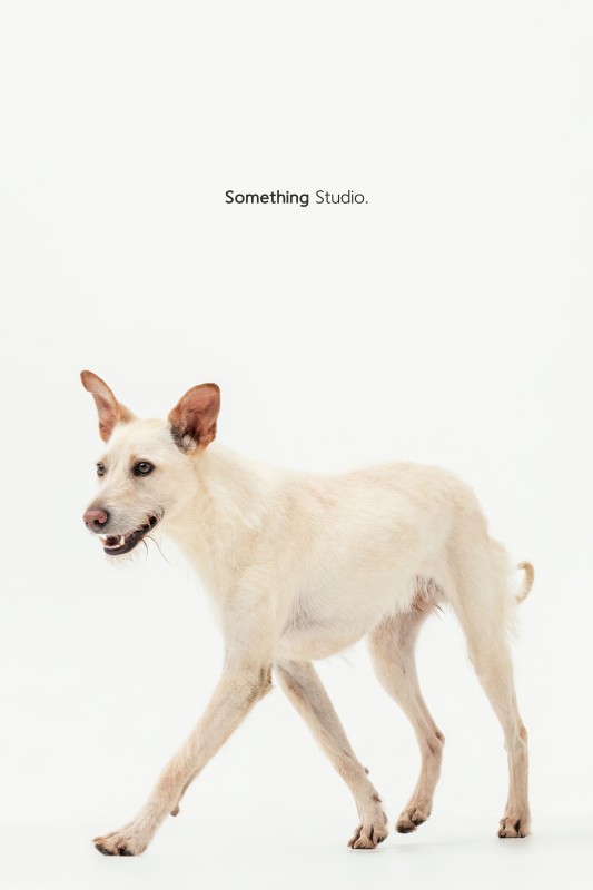 SOMETHINGSTUDIO,三牲工作室,三牲,中途攝影,寵物寫真,寵物攝影,寵物肖像,毛孩,毛孩寫真,汪星人,領養不棄養,領養代替購買,tamedfox,台灣巴克