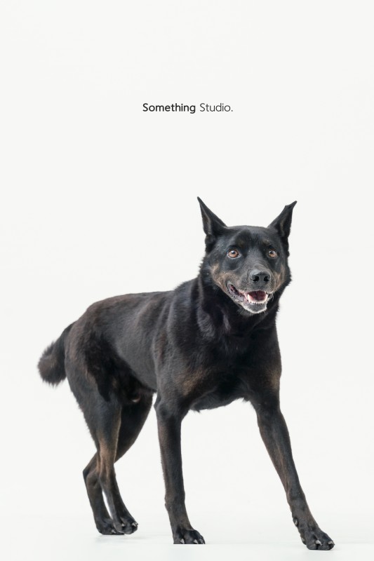 SOMETHINGSTUDIO,三牲工作室,三牲,中途攝影,寵物寫真,寵物攝影,寵物肖像,毛孩,毛孩寫真,汪星人,領養不棄養,領養代替購買,tamedfox,台灣巴克