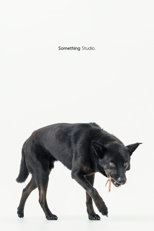SOMETHINGSTUDIO,三牲工作室,三牲,中途攝影,寵物寫真,寵物攝影,寵物肖像,毛孩,毛孩寫真,汪星人,領養不棄養,領養代替購買,tamedfox,台灣巴克
