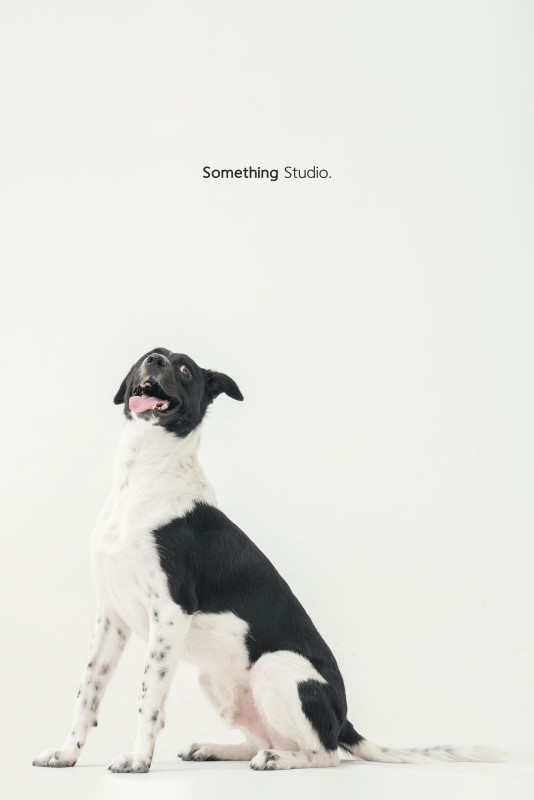 SOMETHINGSTUDIO,三牲工作室,三牲,中途攝影,寵物寫真,寵物攝影,寵物肖像,毛孩,毛孩寫真,汪星人,狗,米克斯,領養不棄養,領養代替購買