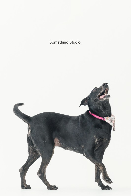 SOMETHINGSTUDIO,三牲工作室,三牲,中途攝影,寵物寫真,寵物攝影,寵物肖像,毛孩,毛孩寫真,汪星人,狗,米克斯,領養不棄養,領養代替購買