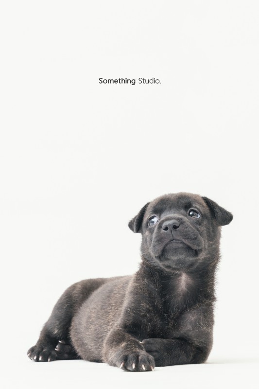 SOMETHINGSTUDIO,三牲工作室,三牲,中途攝影,寵物寫真,寵物攝影,寵物肖像,毛孩,毛孩寫真,汪星人,狗,米克斯,領養不棄養,領養代替購買
